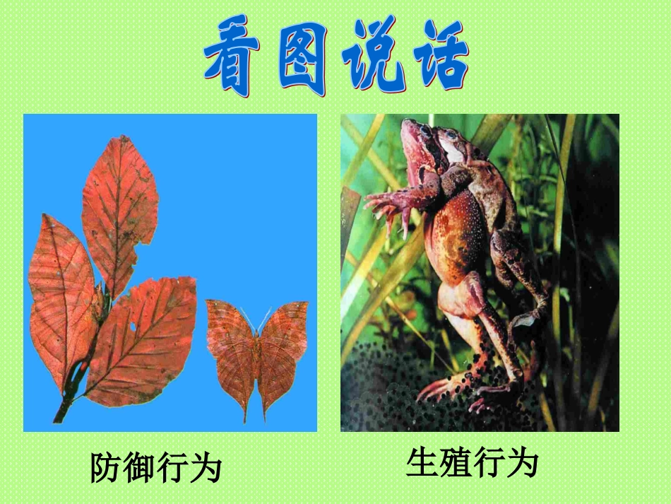 动物行为的生理基础.ppt2_第2页