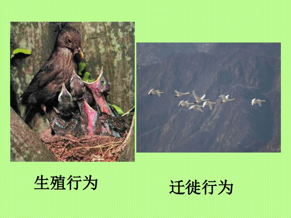 动物行为的生理基础.ppt2_第3页