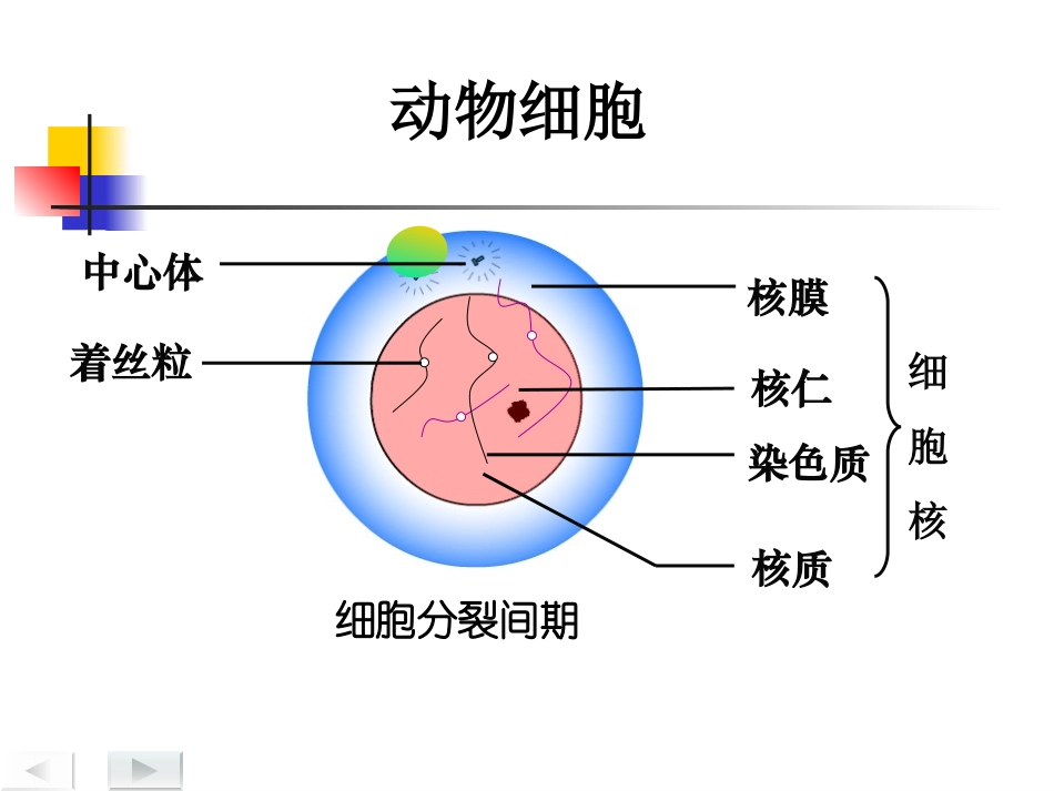 动物细胞有丝分裂.._第3页