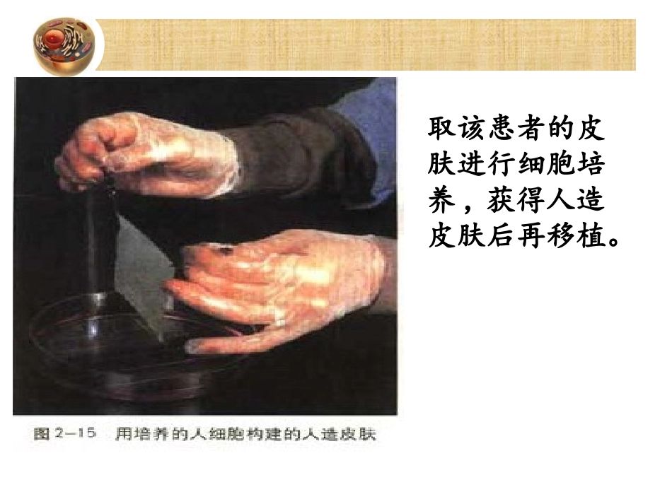 动物细胞培养和核移植技术-(2)_第3页