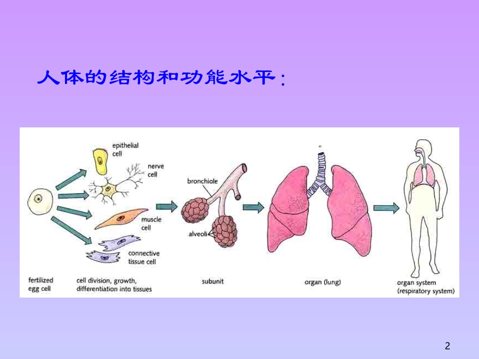 动物的细胞和组织_第2页