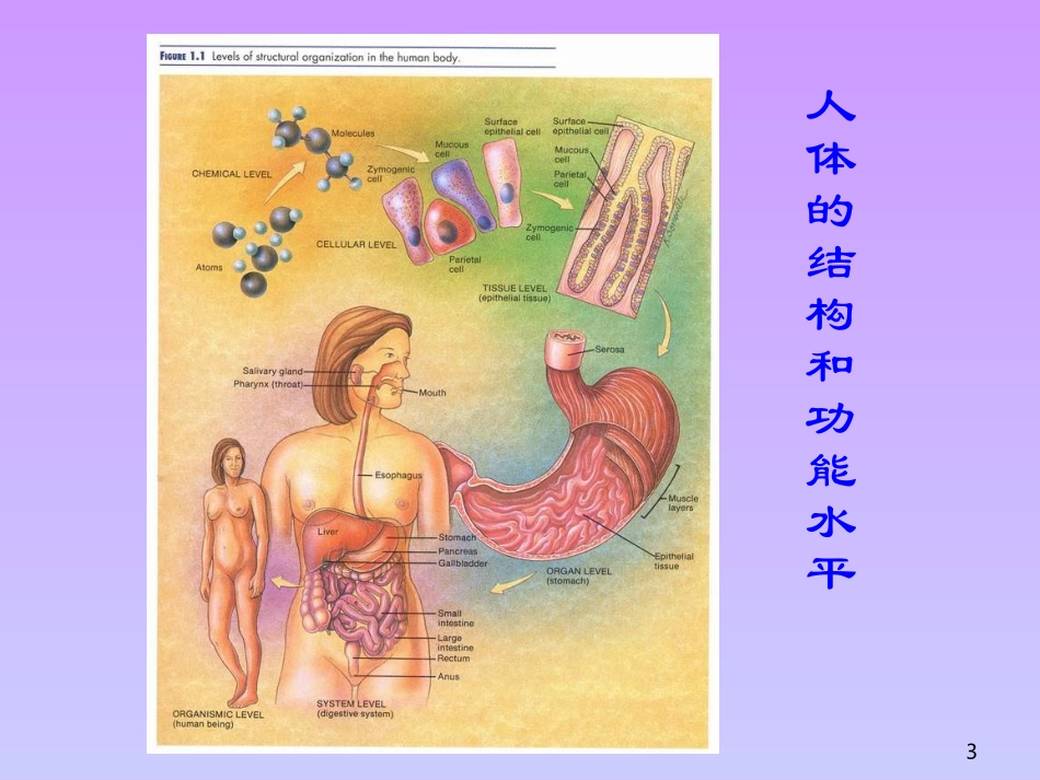 动物的细胞和组织_第3页