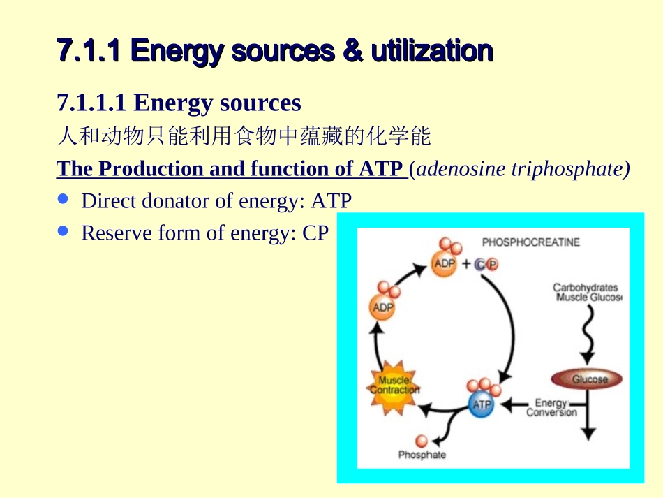 动物生理学7.能量代谢与体温_第2页