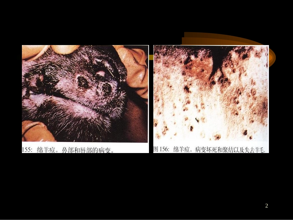 动物检疫学3.2多种家畜共患病_第2页