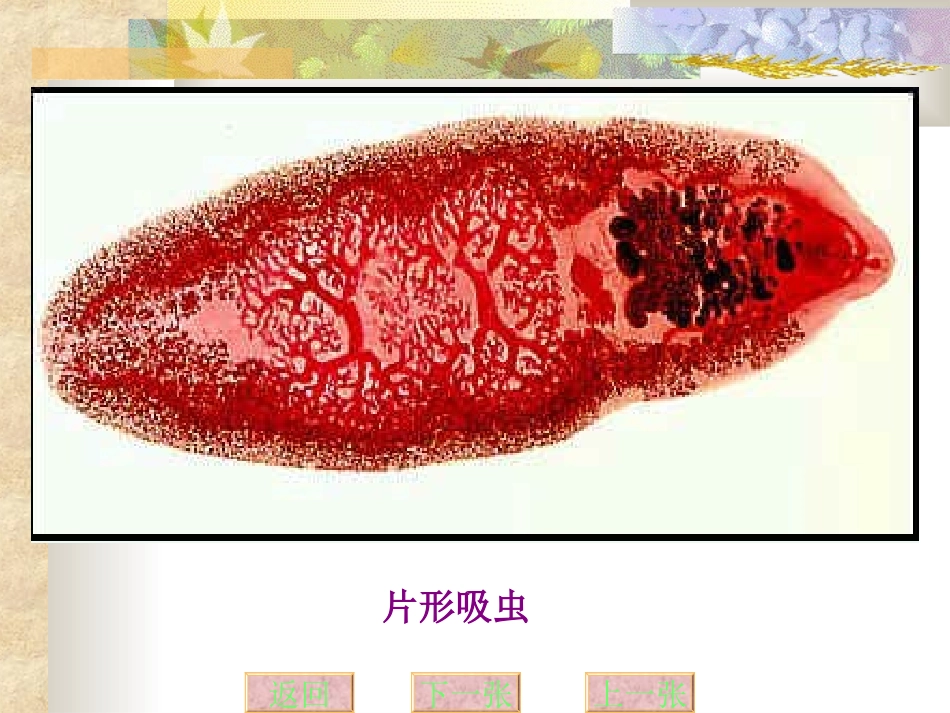 动物寄生虫病学病原图谱_第3页