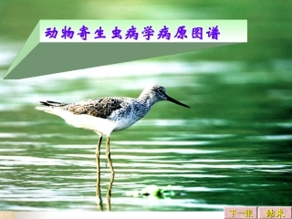 动物寄生虫病学病原图谱