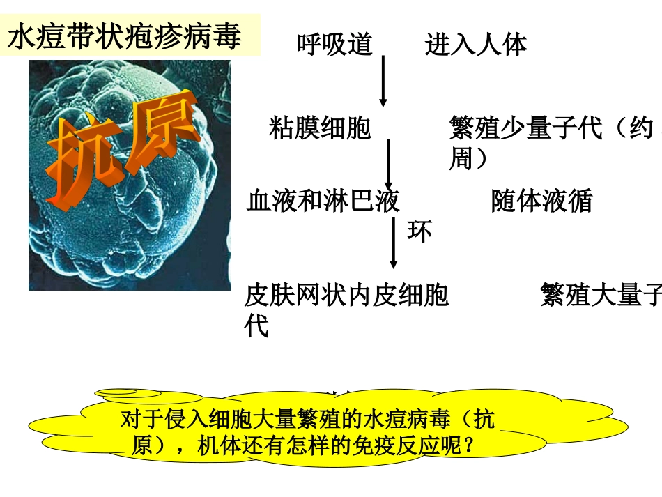 动物体的细胞识别和免疫_第2页