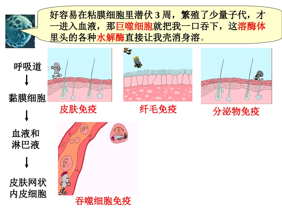动物体的细胞识别和免疫_第3页