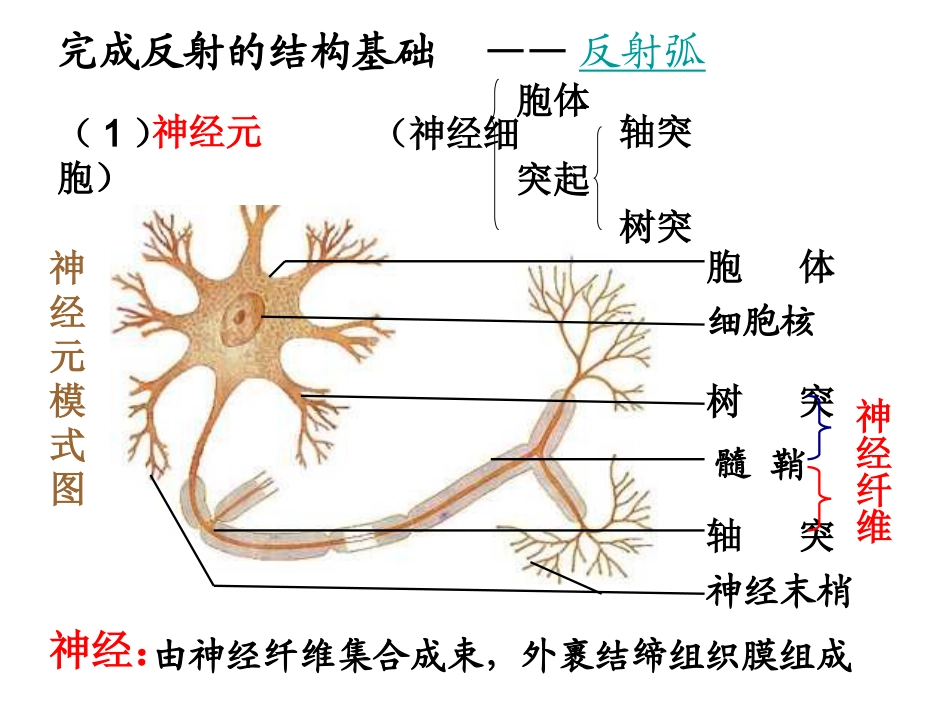 动物和人体生命活_第2页