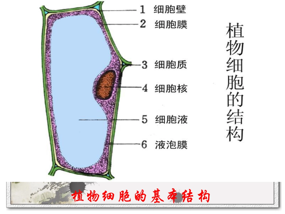 动植物细胞的结构和功能_第2页