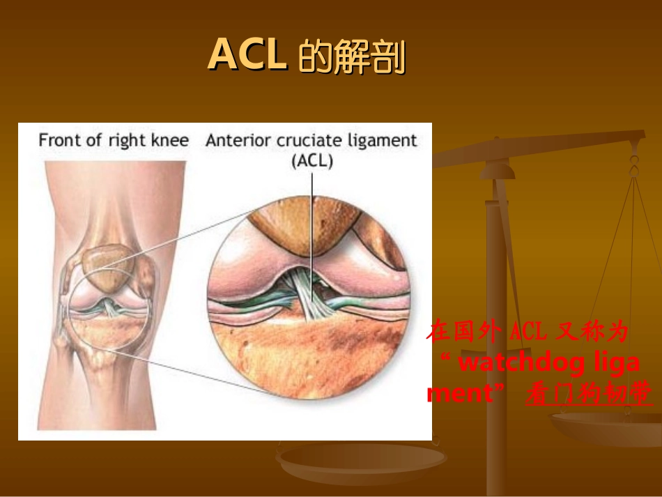 前交叉韧带(ACL)损伤后的康复_第3页