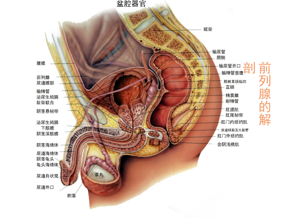 前-列-腺-炎综合征_第1页