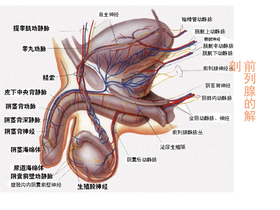 前-列-腺-炎综合征_第3页