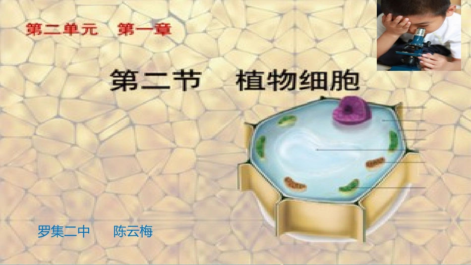 制作并观察植物细胞临时装片_第1页