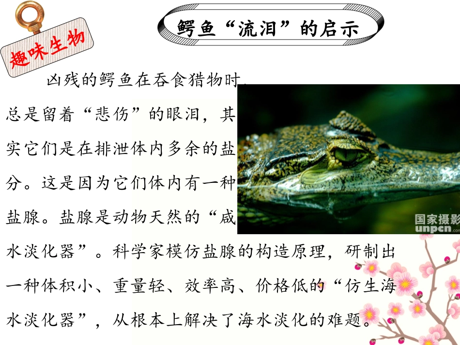 初中生物课前小知识_第2页