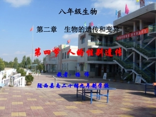 人类的性别遗传