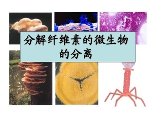 分解纤维素的微生物的分离(2.25)
