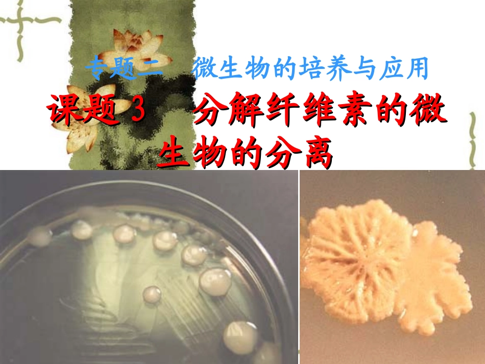分解纤维素的细菌的分离.._第1页