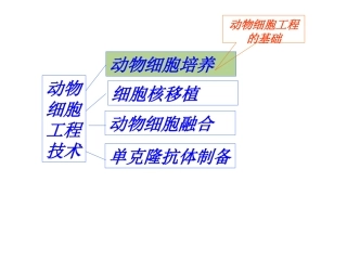 分瓶细胞株细胞细胞系动物细胞培养过程