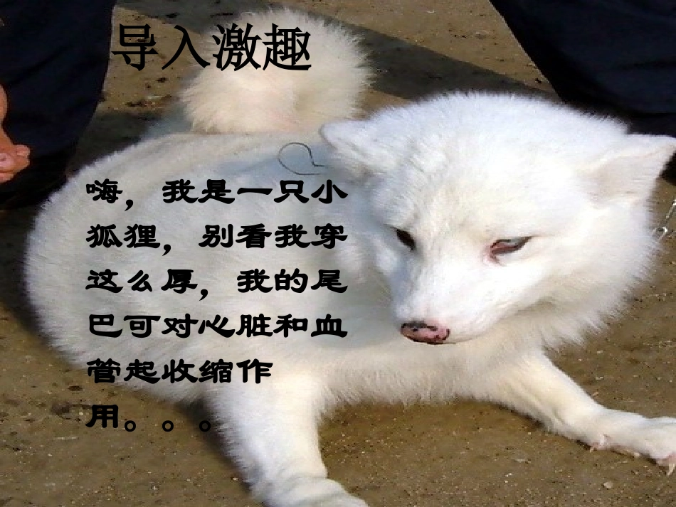 如果人类也有尾巴课件22_第2页