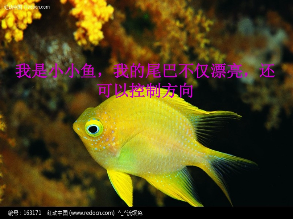 如果人类也有尾巴课件22_第3页