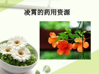 凌霄的药用资源..