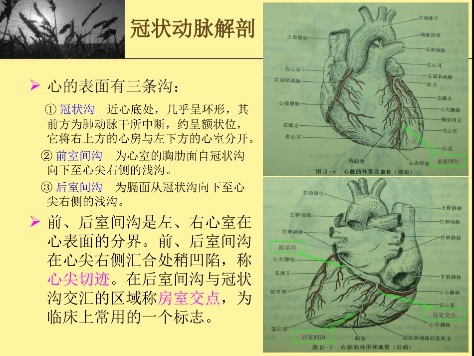 冠状动脉解剖_第2页