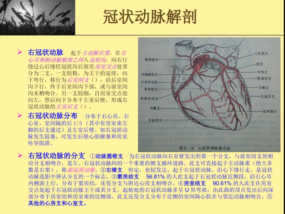 冠状动脉解剖_第3页