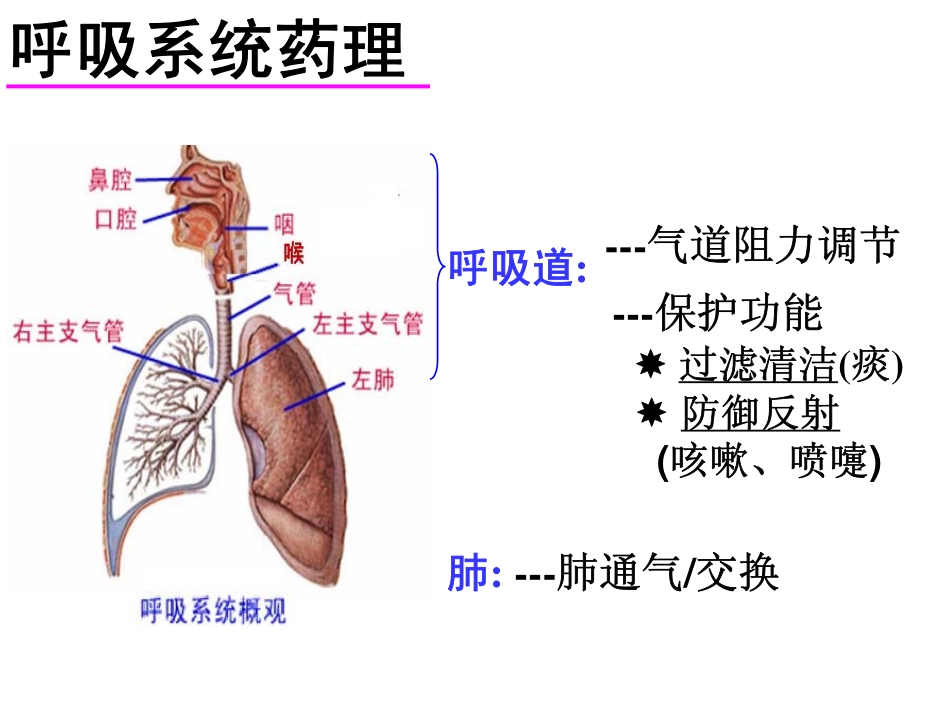 内脏系统药理-2(呼吸、消化)_第2页