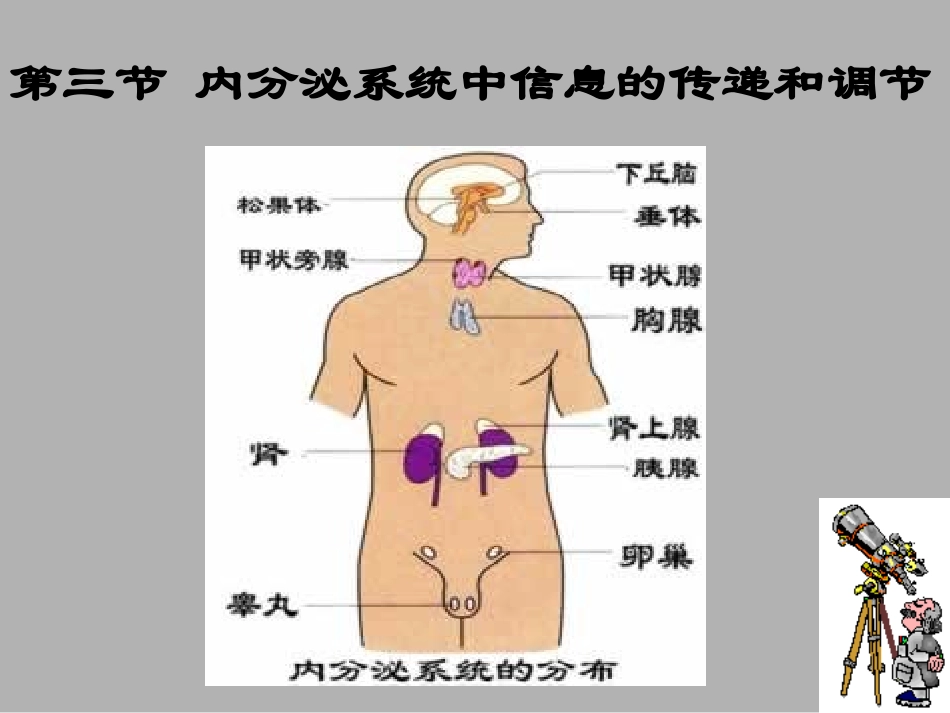 内分泌系统调节1_第3页