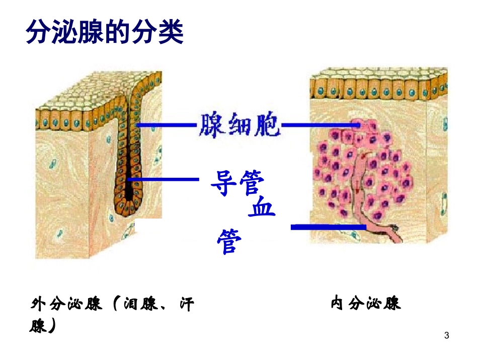 内分泌系统与体液调节(一)_第3页