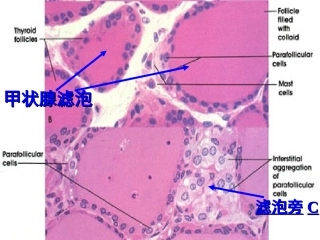 六-内分泌系统切片