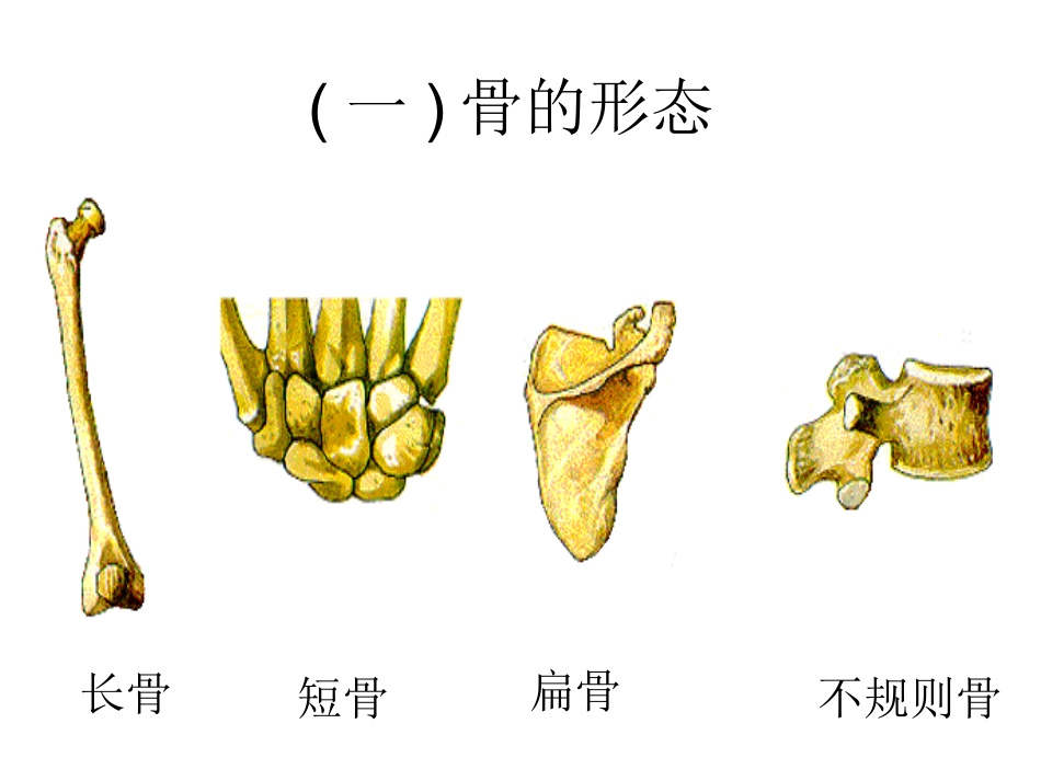 八年级上册骨的结构概要_第3页