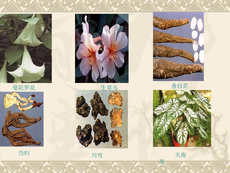 全麻药-浙江大学_第3页