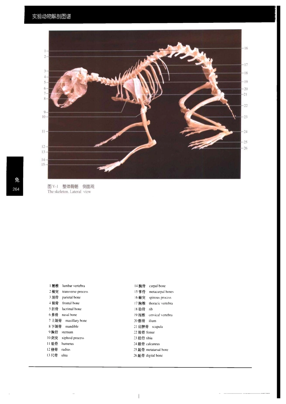 兔解剖彩色图谱_第1页