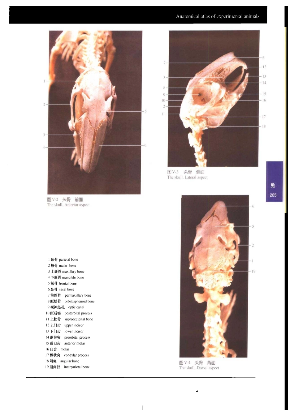 兔解剖彩色图谱_第2页