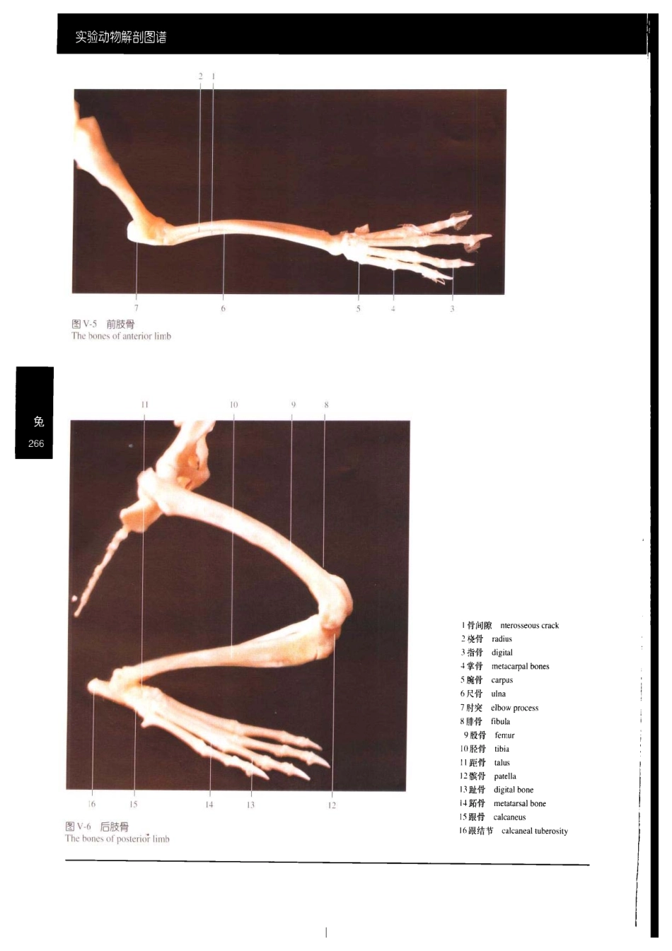兔解剖彩色图谱_第3页
