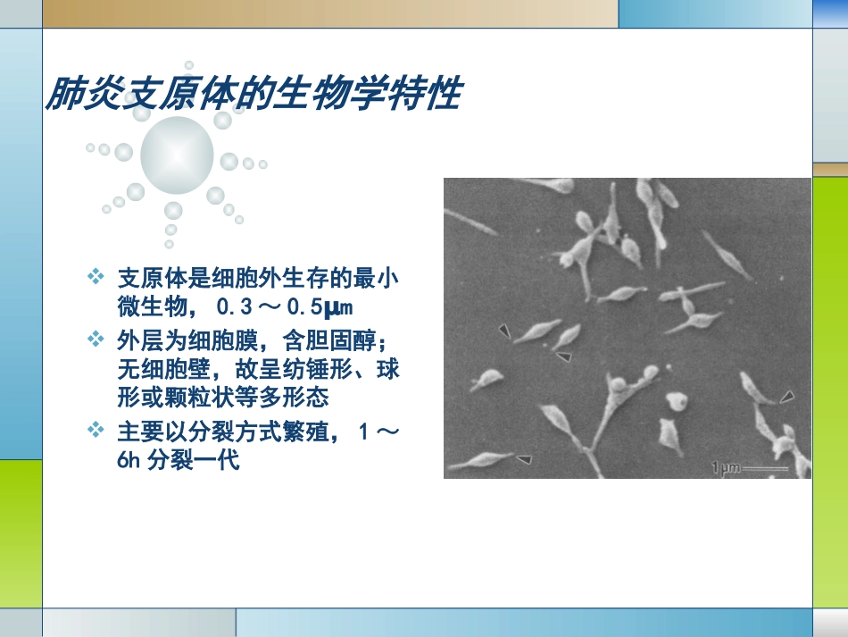 儿童难治性支原体肺炎的诊治_第3页
