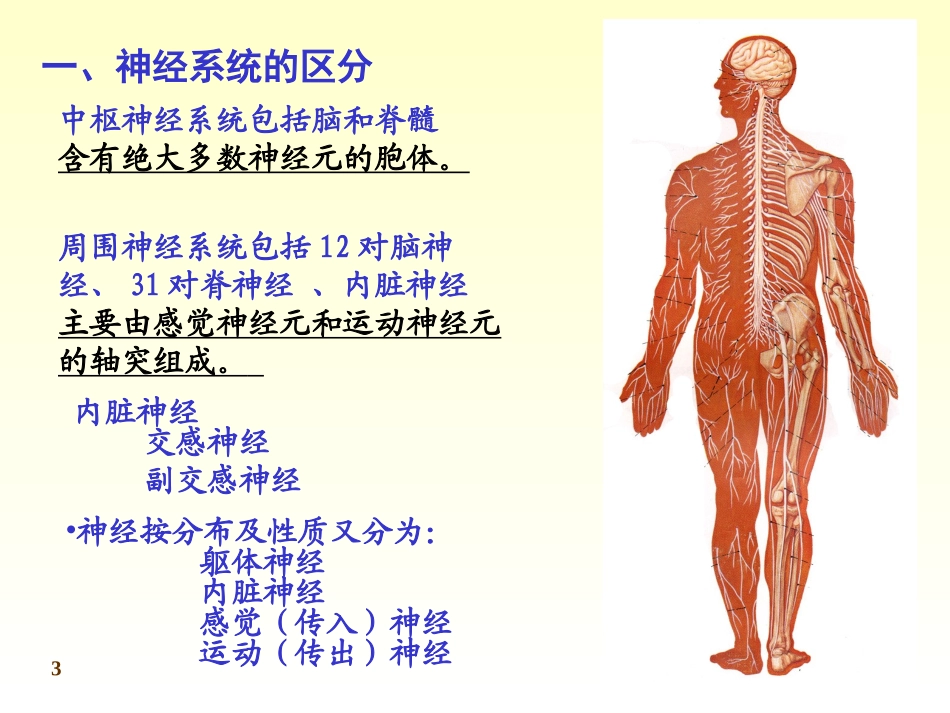 傅健简介——末-梢-神-经-炎--概-括_第3页