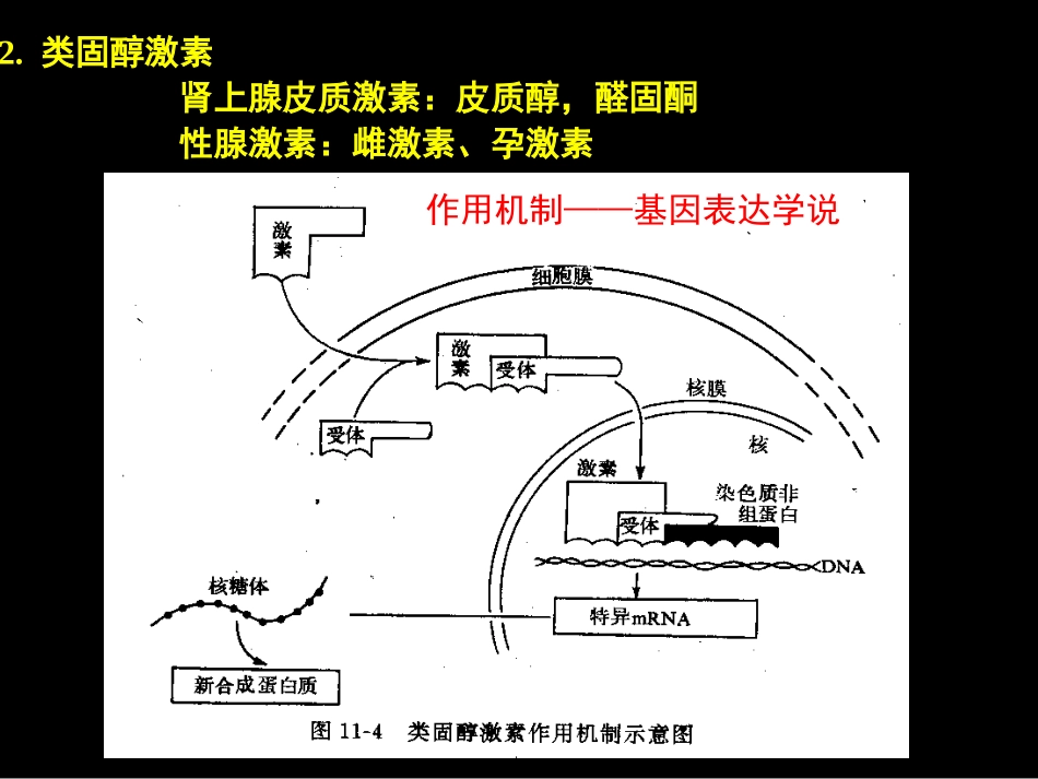 促甲状腺激素释放激素_第3页