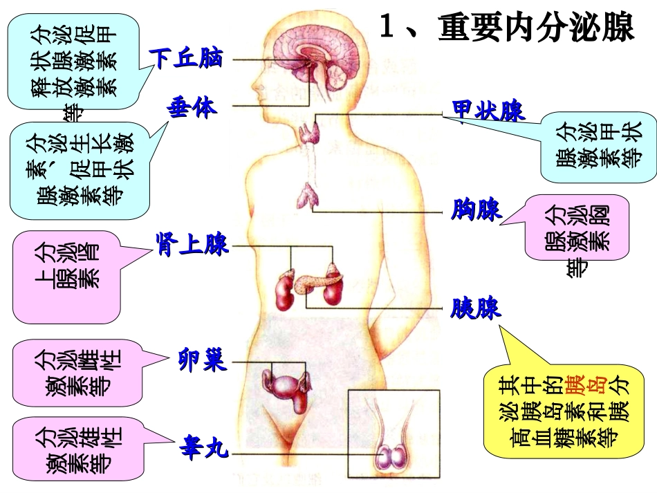 体液调节ppt_第2页