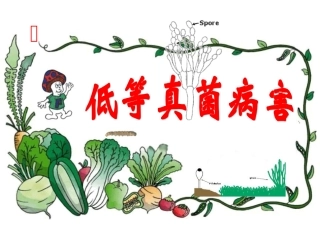 低等真菌病害_