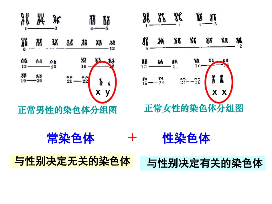 伴性遗传讲课_第2页