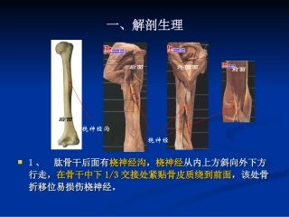 伤科肱骨干骨折