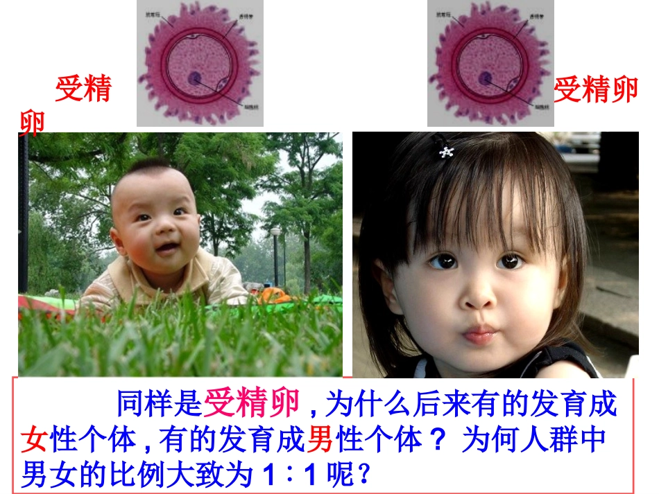 伴性遗传终结版_第2页