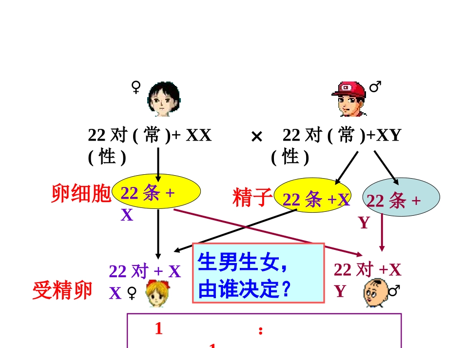 伴性遗传终结版_第3页