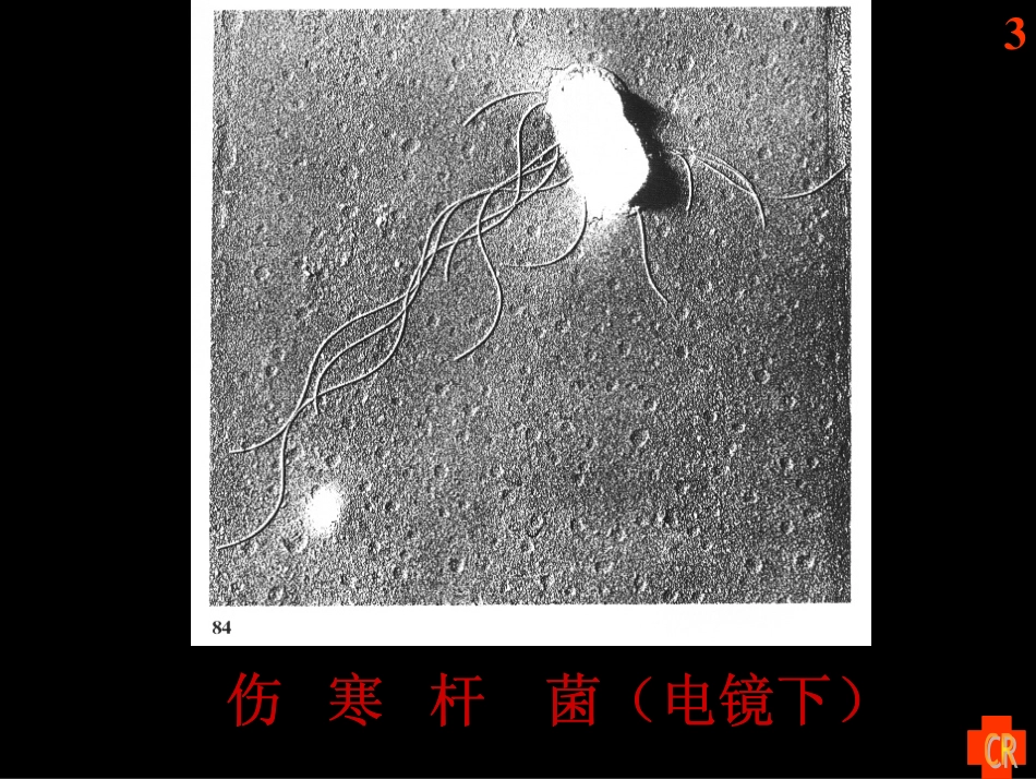 伤寒07.6.1_第3页