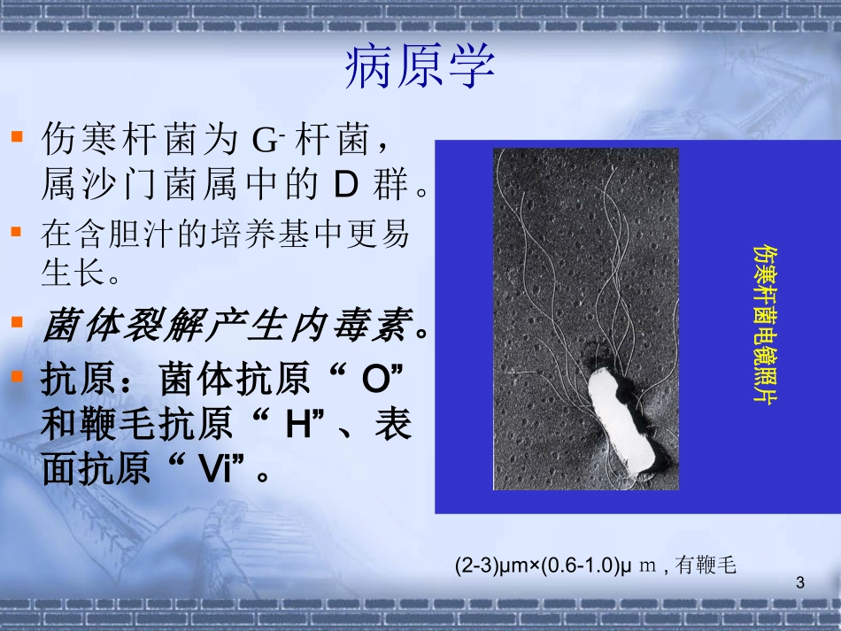 伤寒与副伤寒_第3页