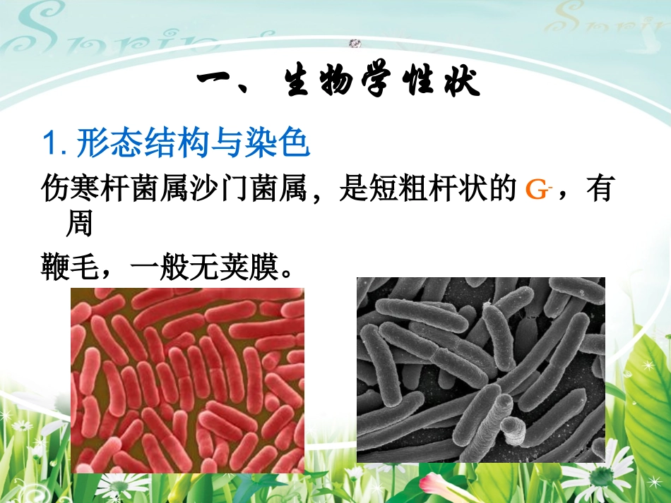 伤寒杆菌   Salmonellatyphi_第3页