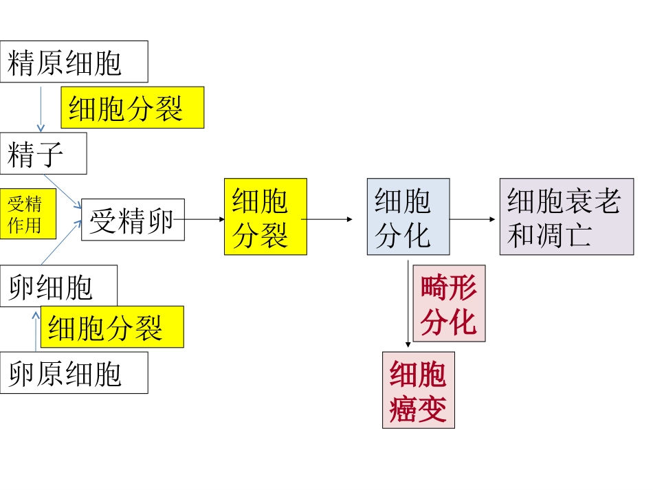会考复习三细胞分裂衰老凋亡癌变要点_第2页